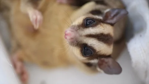 Cute sugar glider sleep Stock-Footage 97419337