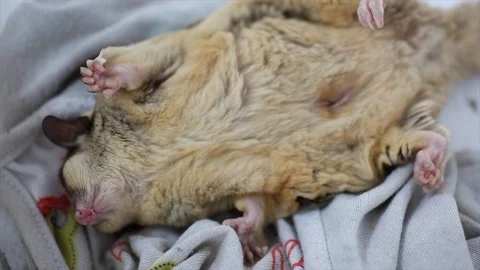 Cute sugar glider sleep Stock-Footage 97420033