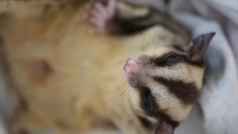 Cute sugar glider sleep Stock-Footage 97420274