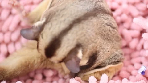 Cute sugar glider sleep Stock-Footage 97421086