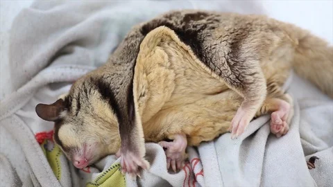 Cute sugar glider sleep Stock-Footage 97421202