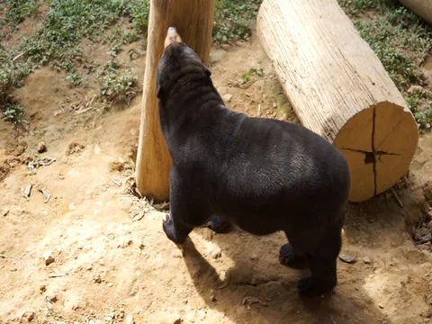 The cute sun bear  Stock Footage 94305822