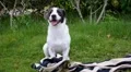Cute Sweet Dog Sitting in the Grass Outside. Summertime. HD Footage