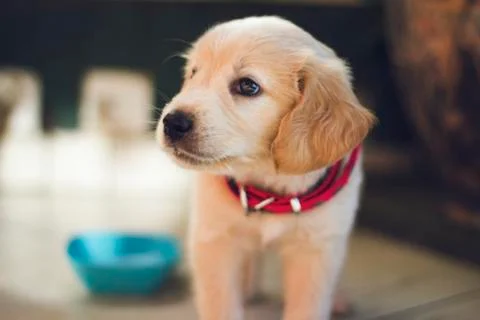 Cute Sweet Light Brown Puppy Dog Stock Photos