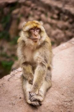 Cute sweet monkey close-up Stock Photos