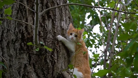 Cute sweet white and red cat kitten in a tree looking wary around. Stock Footage