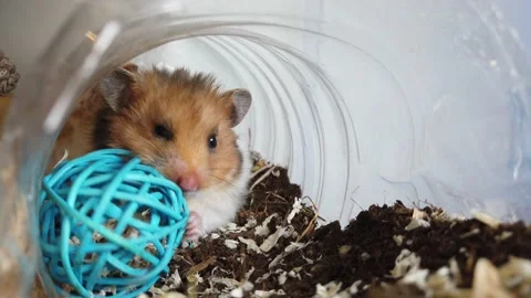 Cute syrian hamster bitting on the blue play toy in his tunnel. Close up Stock Footage 238646399