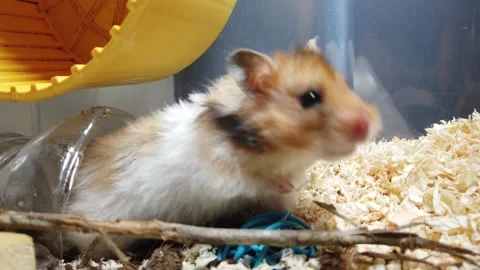 Fluffy syrian hamster close up face Stock Photo