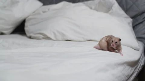 Cute Syrian Hamster crawling on bed exploring house. Stock Footage 167769488