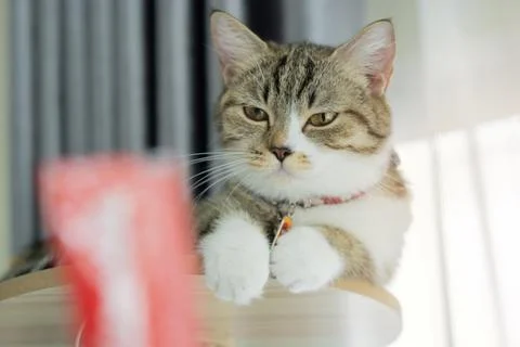A cute tabby blown lying on the top of cat tower and looking to flavored cr.. Stock Photos