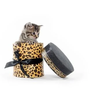 Cute tabby in a box on white Stock-Fotos