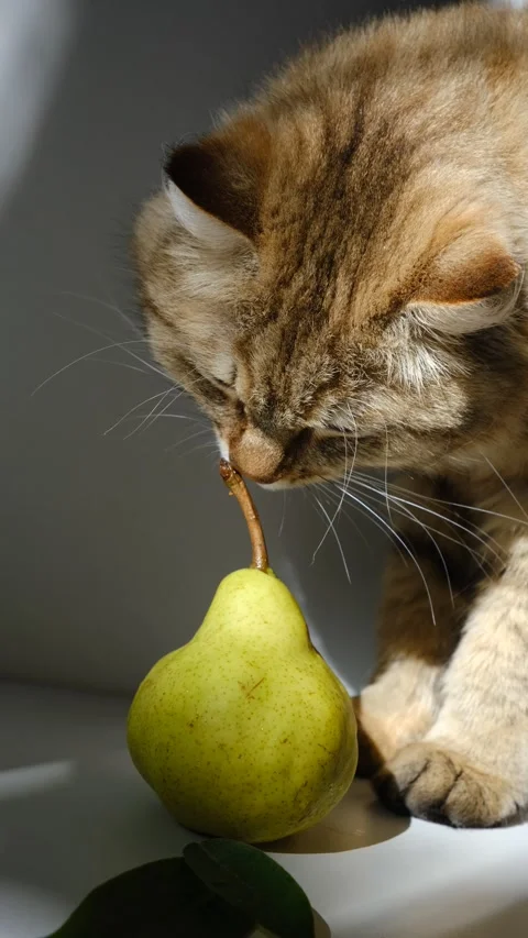 Cute tabby cat and pear fruit, healthy food, white table background. Stock Footage 316997045