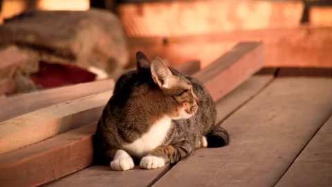Cute tabby cat anxiously looking around for his playmate Stock Footage 150612368