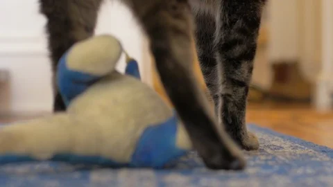 Cute tabby cat attacks his stuffed dinosaur Stock Footage 86458463