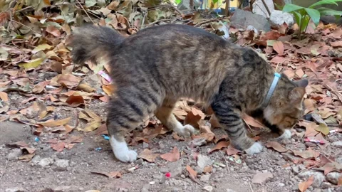 Cute tabby cat defecating on dry leaves ground outdoors 動画素材 341897671