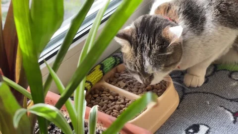 A cute tabby cat eating dry food from a bowl 库存影片 336340977