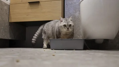 Cute tabby cat eating dry food from a gray bowl on a tiled floor Stock Footage 339210760