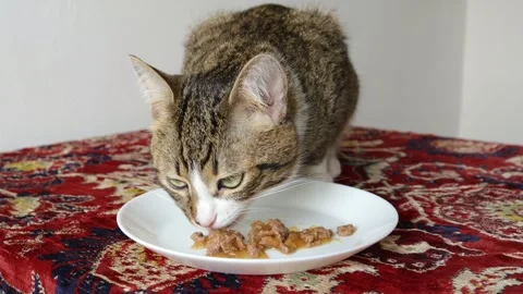 Cute Tabby Cat Eats Meat form a White Plate Stock Footage 252873970