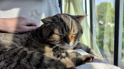 Cute tabby cat enjoying sunlight while being gently petted by a hand Stock Footage 314458130