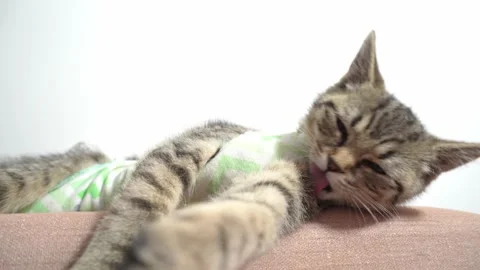 Cute tabby cat Stock Footage 174590963