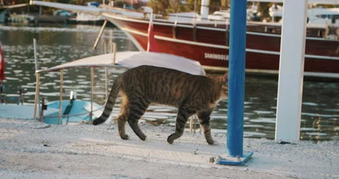 Cute tabby cat gracefully walking by the sea along the pier with yachts. Slow Stock Footage 147207143