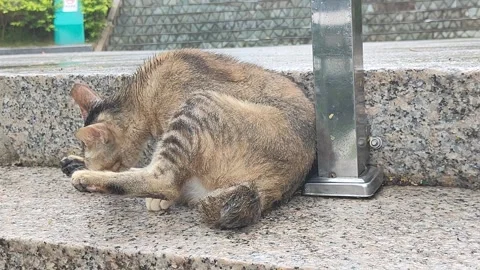 Cute Tabby Cat Grooming Itself on Stone Steps Stock Footage 322135909