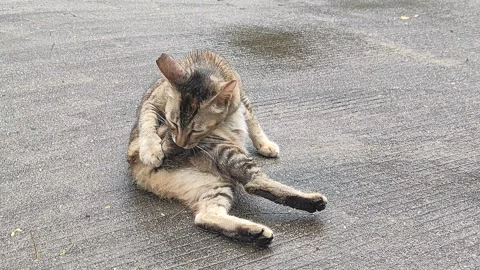 Cute Tabby Cat Grooming Itself on Pavement Stock Footage 322135914