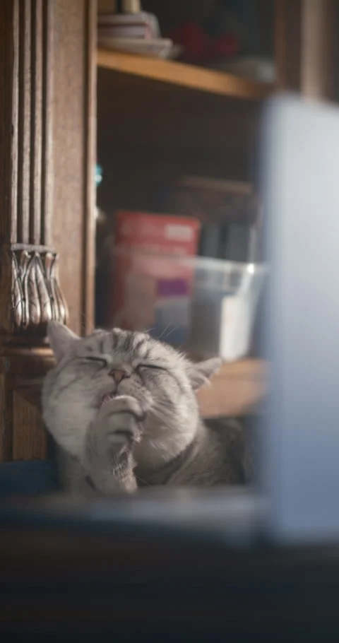 Cute tabby cat grooming itself behind a laptop Stock Footage 336656888