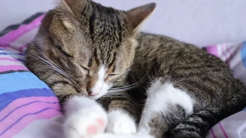 Cute Tabby Cat Has White Paws and a Pink Nose Stock Footage 234811425