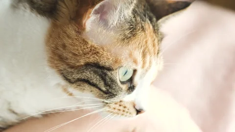 Cute Tabby Cat Looking at Camera. Stock Footage 247076895