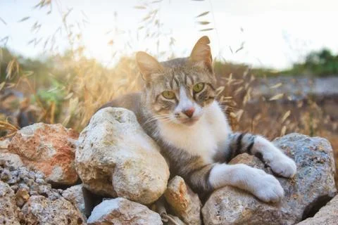 Cute tabby cat looking at the camera resting on rocks in the countryside with Stock Photos