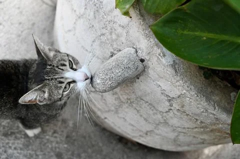 Cute tabby cat looking up curious while resting its chin on a stone object .. Stock Photos