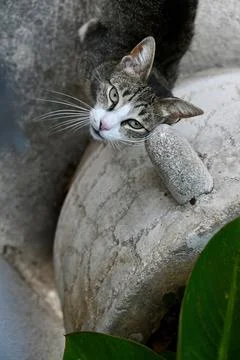 Cute tabby cat looking up curious while resting its chin on a stone object .. Stock Photos