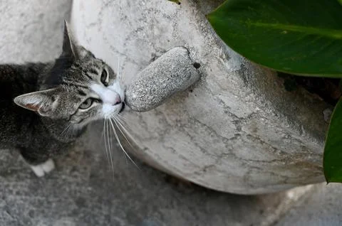 Cute tabby cat looking up curious while resting its chin on a stone object .. Stock Photos