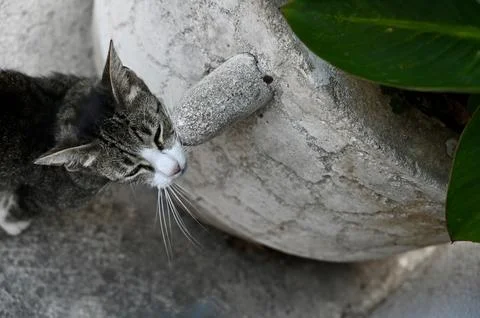 Cute tabby cat looking up curious while resting its chin on a stone object .. Stock Photos