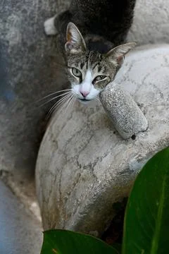 Cute tabby cat looking up curious while resting its chin on a stone object .. Stock Photos