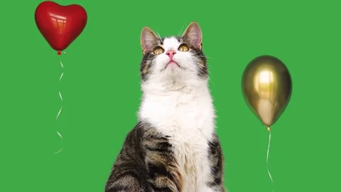 Cute tabby cat looking at flying balloons on green screen Video stock 340260505
