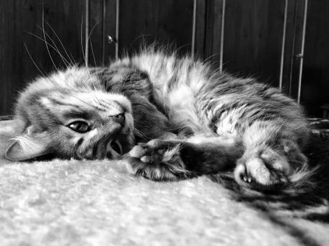A cute tabby cat lying on bed Stock Photos