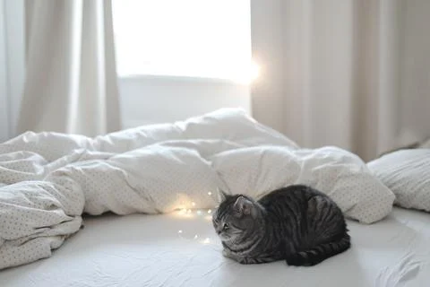 Cute tabby cat lying in bed. Funny home pet. Concept of relaxing and cozy Stock Photos