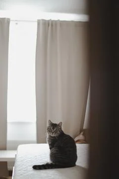 Cute tabby cat lying in bed. Funny home pet. Concept of relaxing and cozy Stock Photos