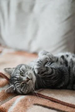 Cute tabby cat lying in bed. Funny home pet. Concept of relaxing and cozy Stock Photos