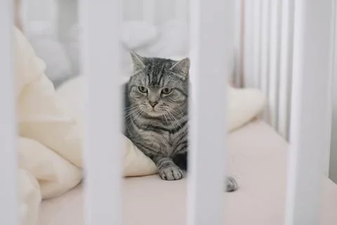 Cute tabby cat lying in bed. Funny home pet. Concept of relaxing and cozy Foto stock