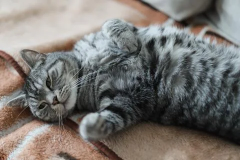 Cute tabby cat lying in bed. Funny home pet. Concept of relaxing and cozy Stock Photos