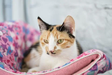 Cute tabby cat lying down on the coach. Concept of funny face and green eyes. Stock-Fotos
