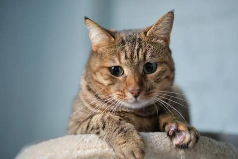 Cute tabby cat lying down on the coach. Concept of funny face and green eyes. Stock-Fotos