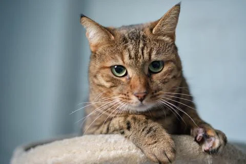Cute tabby cat lying down on the coach. Concept of funny face and green eyes. Stock-Fotos