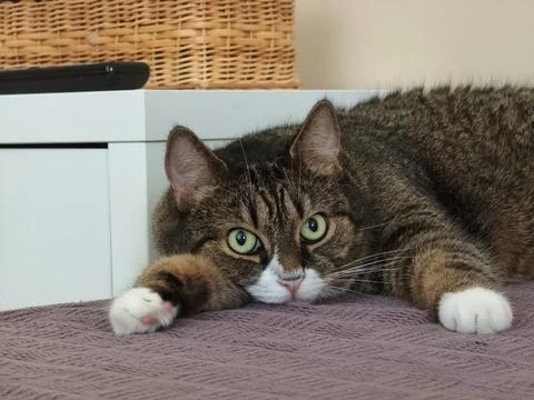 Cute tabby cat lying down with wide eyes and outstretched paws 库存照片
