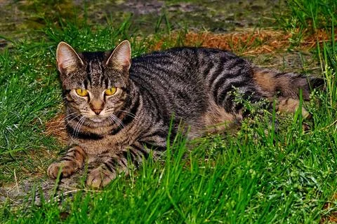 Cute tabby cat lying on the grass Stock Photos