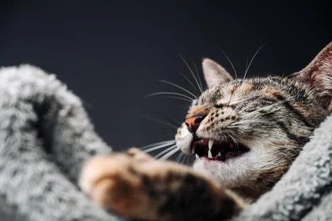 Cute tabby cat opens its mouth to yawn. Funny picture of a cat after sleeping. Stock Photos