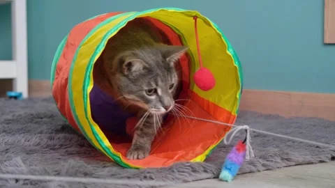 Cute tabby cat playing with colorful pet tunnel and moving catching toy Stock Footage 334996054